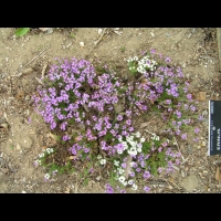 Erinus alpinus (fam Scrophulariacees) (S-O de l'Europe) (1)